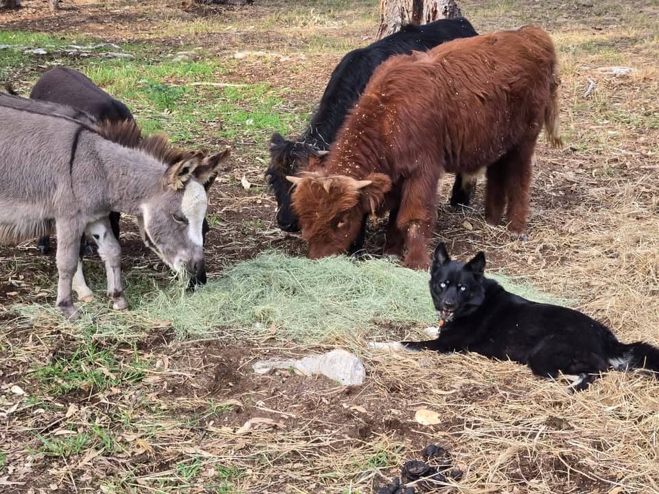 Noah's Park Farm gallery image 1
