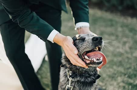 Paws For Celebration - Image 2