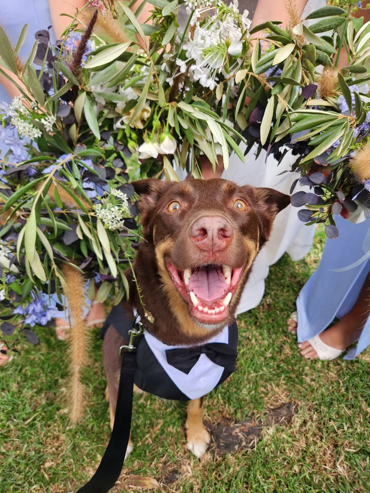 Paws For Celebration - Image 4