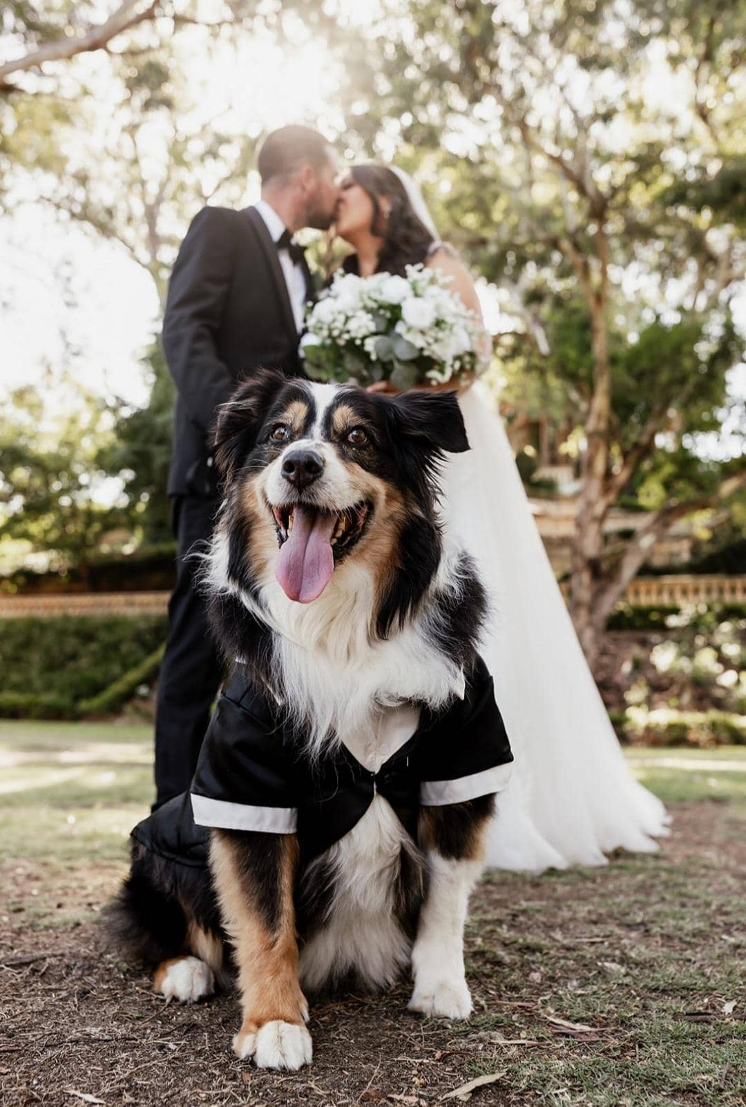 Paws For Celebration - Image 6