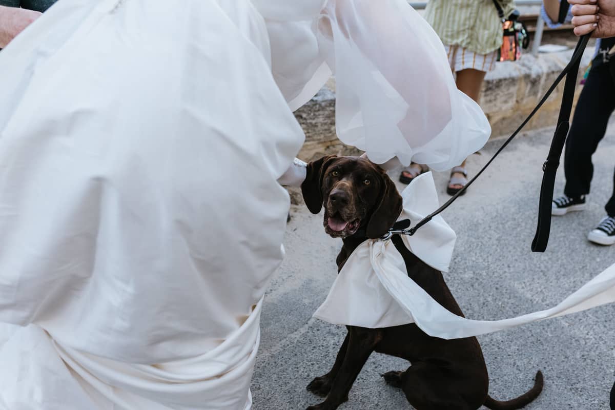 Paws For Celebration - Image 7