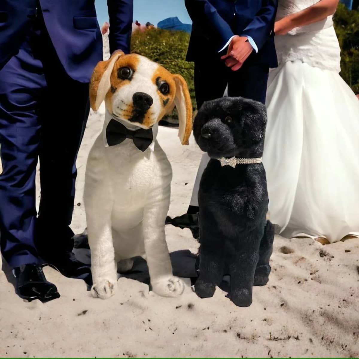 Piomotto Pets - Image 8
