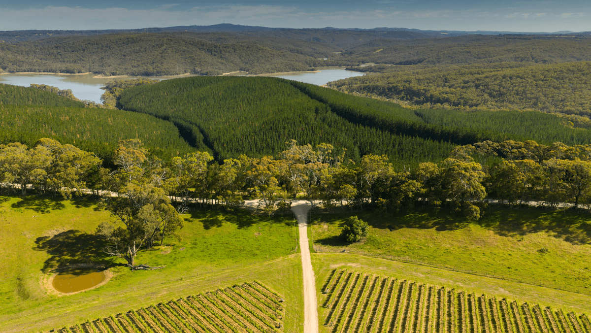 Anvers Wines - Image 3