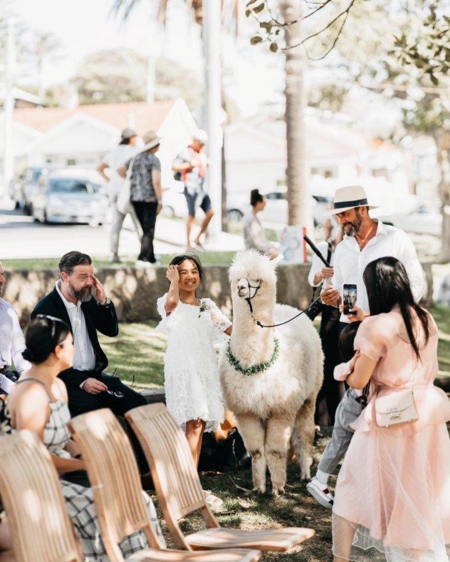 Alpaca Kisses wedding vendor