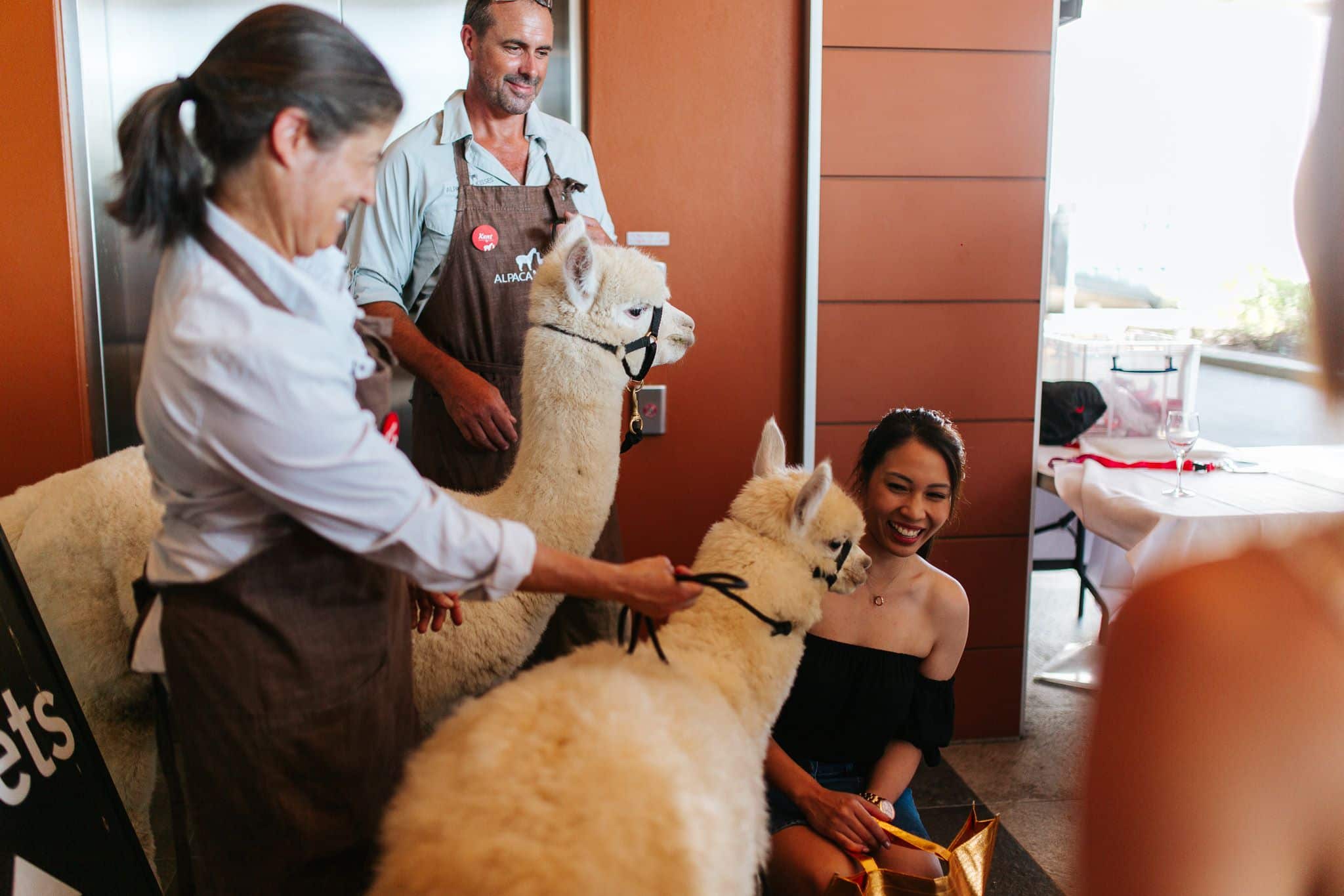Alpaca Kisses wedding vendor